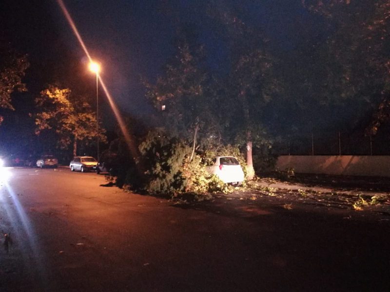 Maltempo Cadono Alberi In Diverse Zone Della Città Foto Lanotiziawebit 9722